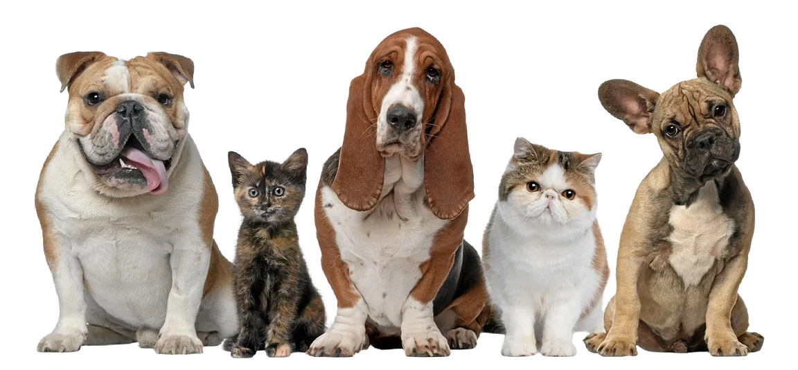 Veterinary Medicine at Hendrivet