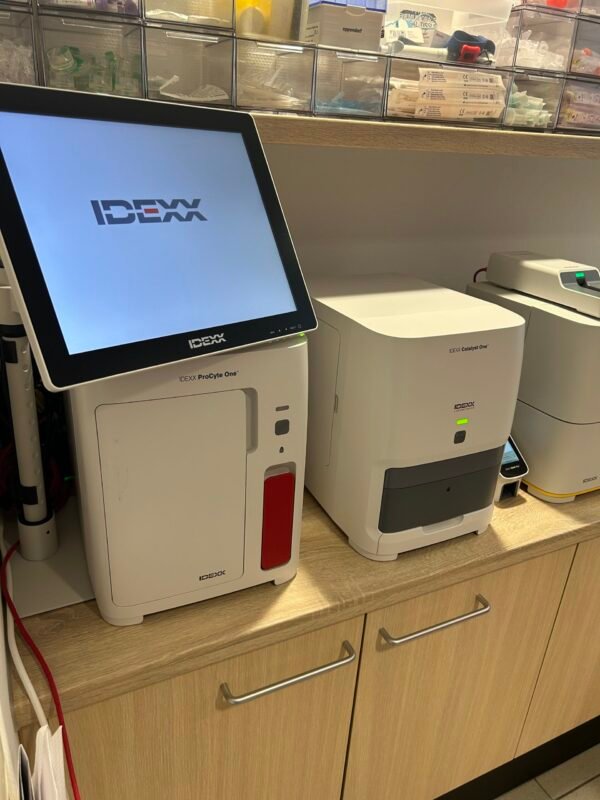 Bloedonderzoek bij Hendrivet